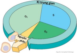 bai-18-chu-ki-te-bao-va-qua-trinh-nguyen-phan-1