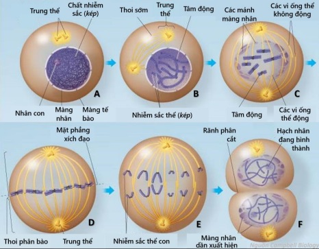 bai-18-chu-ki-te-bao-va-qua-trinh-nguyen-phan-3