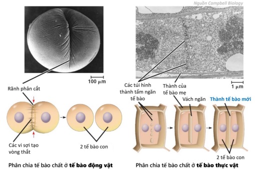 bai-18-chu-ki-te-bao-va-qua-trinh-nguyen-phan-4