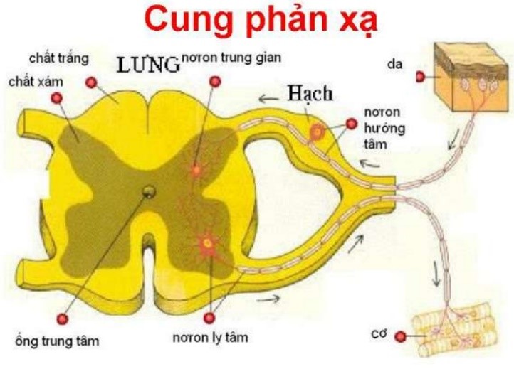 bai-45-day-than-kinh-tuy-hinh-1