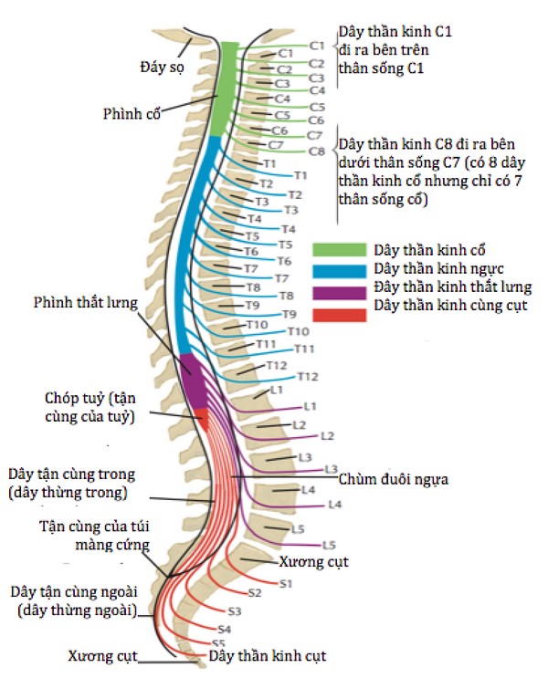bai-45-day-than-kinh-tuy-hinh-2