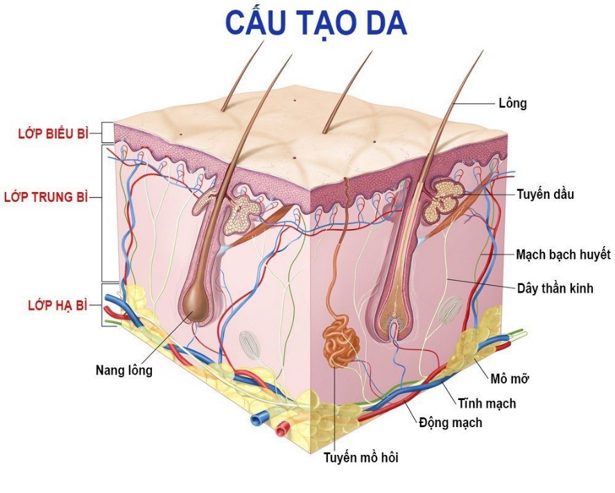 cau-tao-va-chuc-nang-cua-da